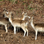Photo of Sevenoaks Weald