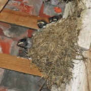 Photo of Great Dixter