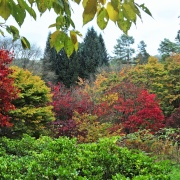 Photo of Winkworth Arboretum