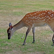Photo of Knole House & Deer Park