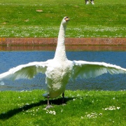 Photo of Bicton Park