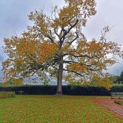 Photo of The Lone Tree