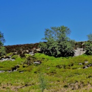 Photo of Bradfield Moors