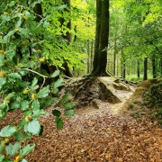 Photo of Woodbury Castle