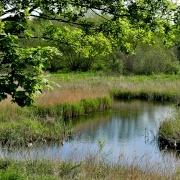 Photo of Carlton Marsh