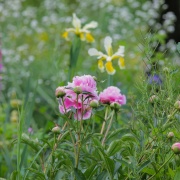Photo of Peckham Rye