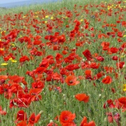 Photo of Polly Joke Cove