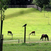 Photo of Aylesbeare Common