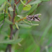 Photo of Whiteley Village