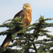 Photo of Bledlow Ridge