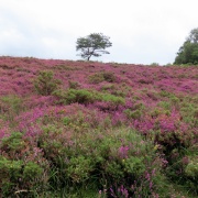 Photo of Newton Poppleford