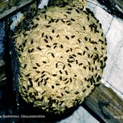 Photo of Little Badminton