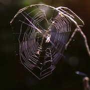 Photo of Littleton Drew