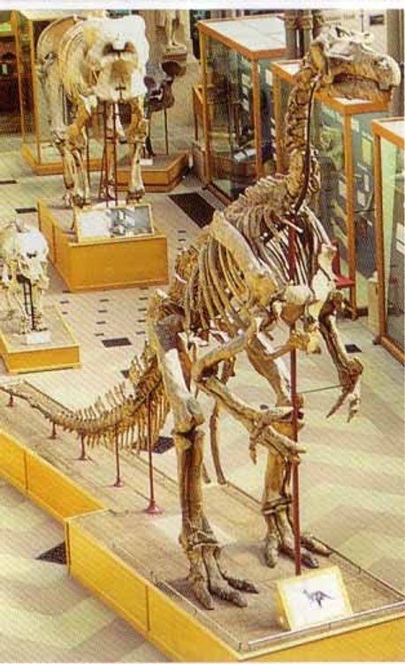 University Museum of Natural History, Oxfordshire