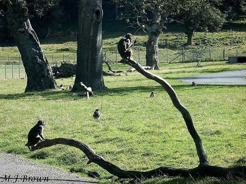 Longleat House & Safari Park