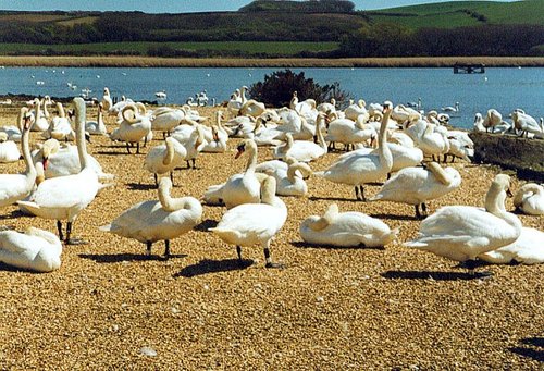 Abbotsbury Swannery