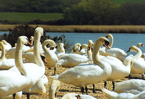Abbotsbury Swannery