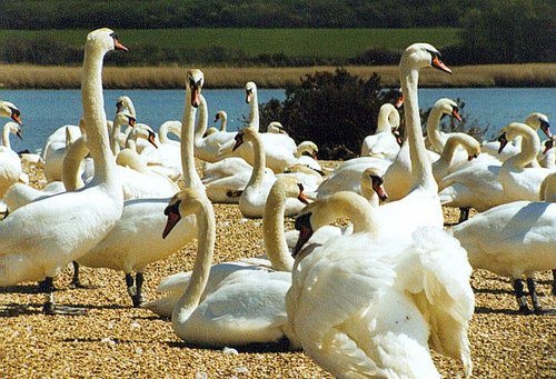 Abbotsbury Swannery