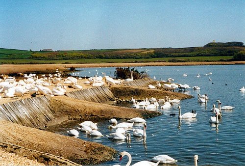 A picture of Abbotsbury Swannery