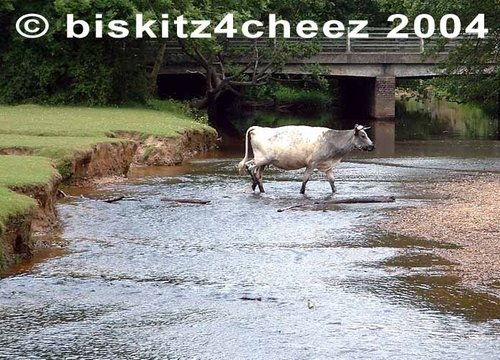 Cow crossing river