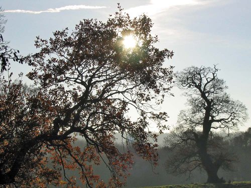 Calke Park, Derbyshire, on a December day