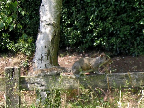 Dorothy Clive Garden