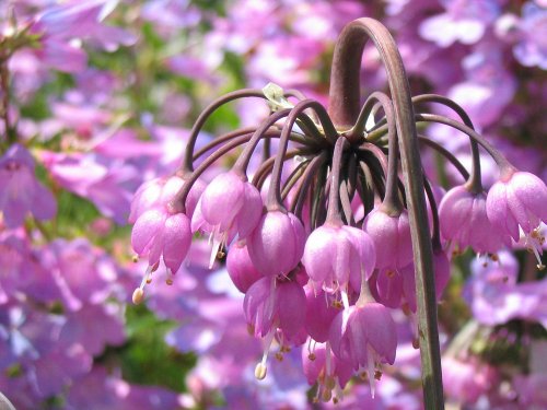 Dorothy Clive Garden