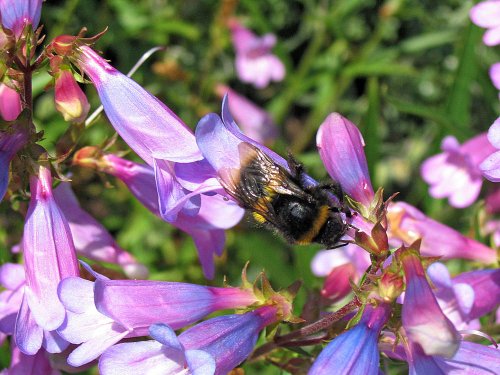 Dorothy Clive Garden