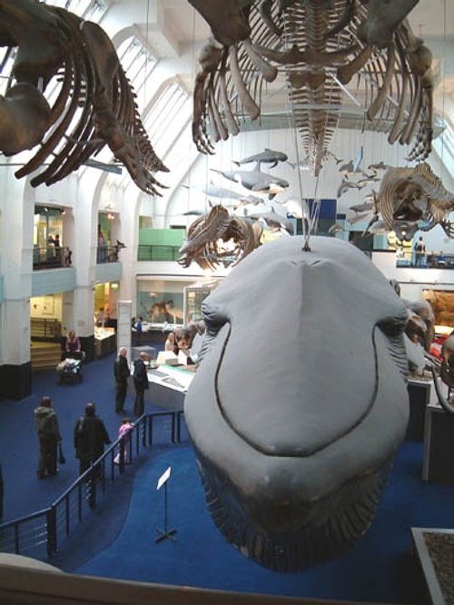 The Natural History Museum