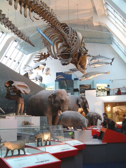 The Natural History Museum