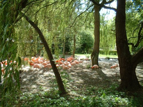 The flamingos at Flamingo Land Theme Park & Zoo