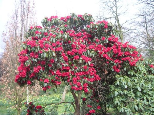 Holland Park, London