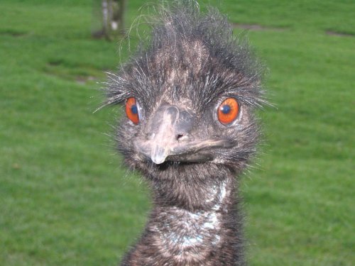 A picture of West Midlands Safari Park