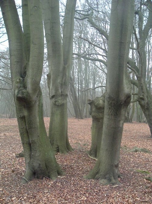 Ancient Beech Forest
