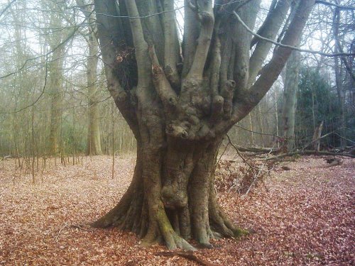 Epping Forest, Essex