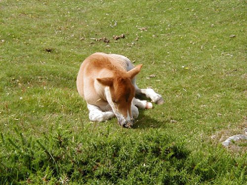 Dartmoor National Park