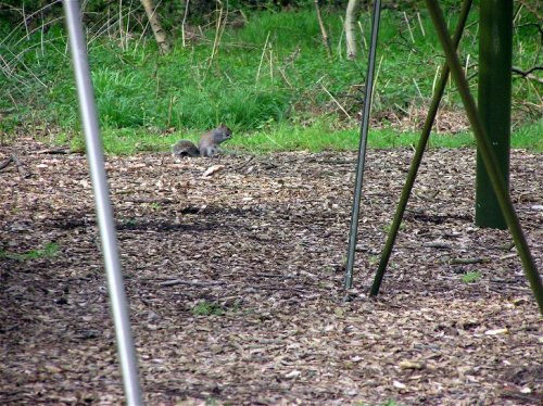 A grey Squirrel beneath the Great Oak, Sherwood Forest, Nottinghamshire