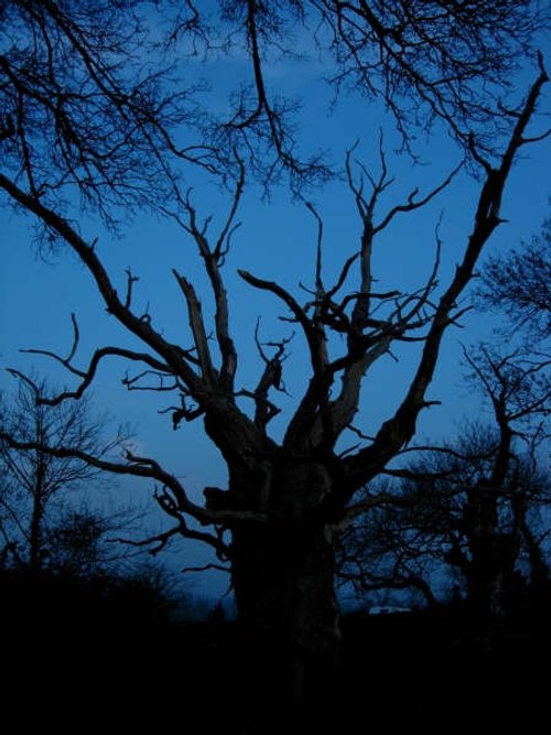 The Old Oak at Glastonbury