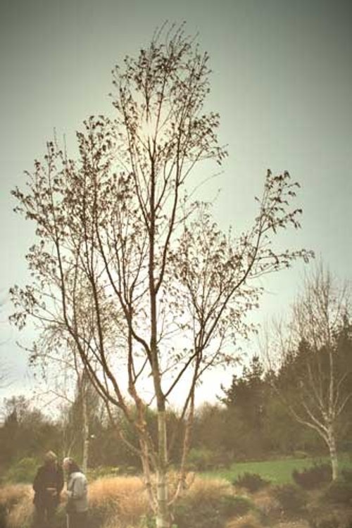 Hillier Gardens & Arboretum