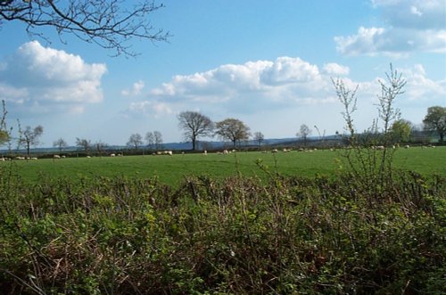 Field with Black Down Hills, Devon