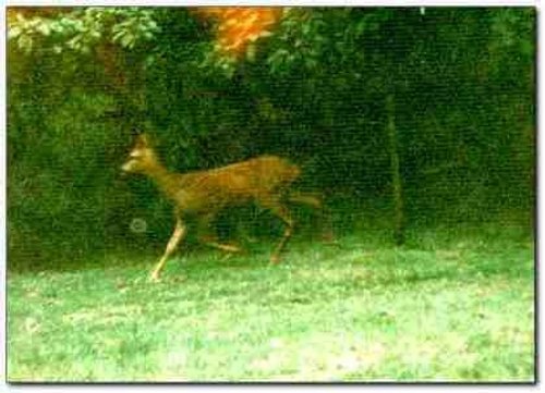 Roe Deer Running in Tilgate Forest Country Park near The Forest Bed and Breakfast