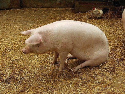 Knowsley Safari Park (lazy pig)