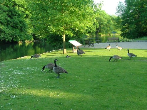 Canada Geese at Ray Mill Island, Maidenhead. Berkshire.