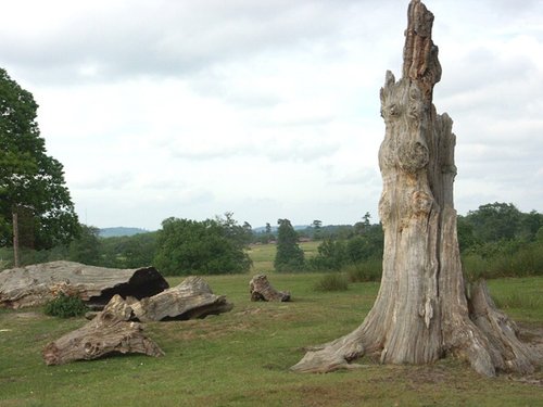 Knole House & Deer Park