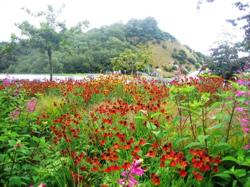 'Fields of flowers' at the Eden project