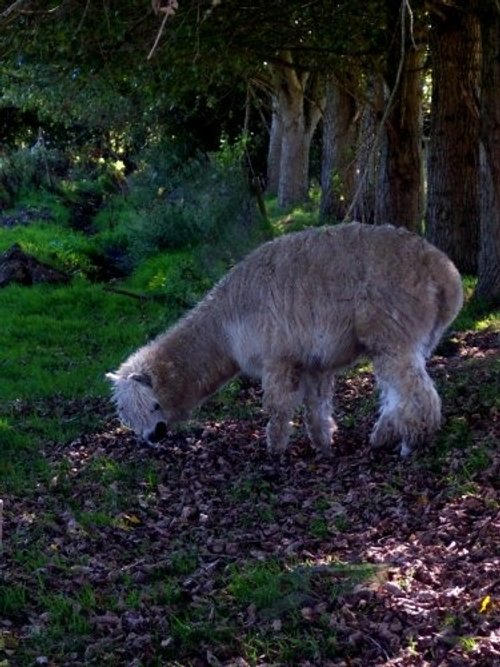 Longdown Activity Farm