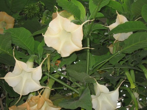 Kew Royal Botanic Gardens