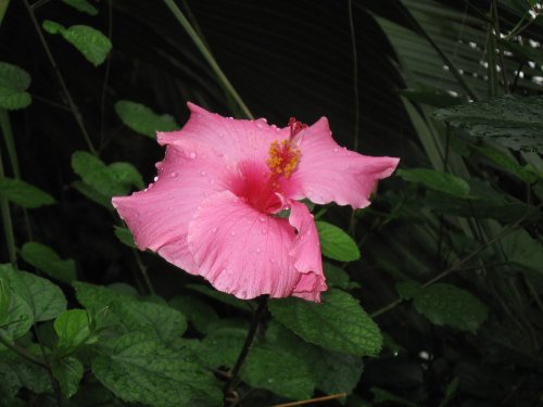 Kew Royal Botanical Gardens