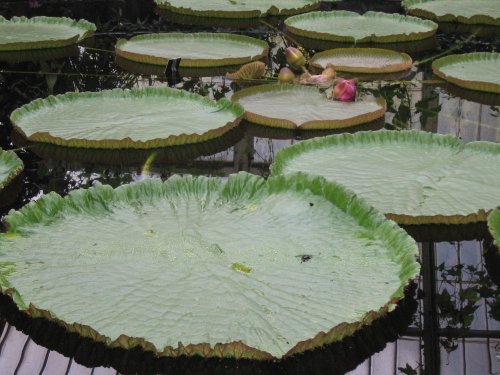 Kew Royal Botanical Gardens