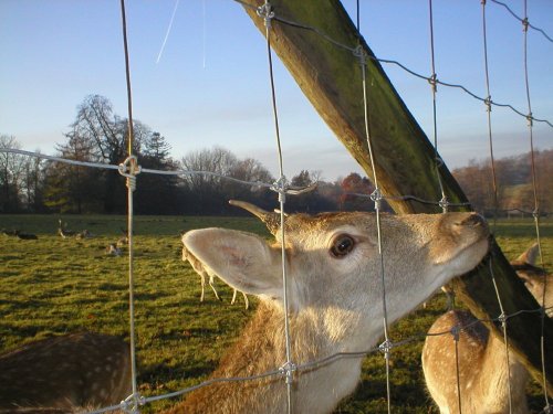 A picture of Weald Country Park